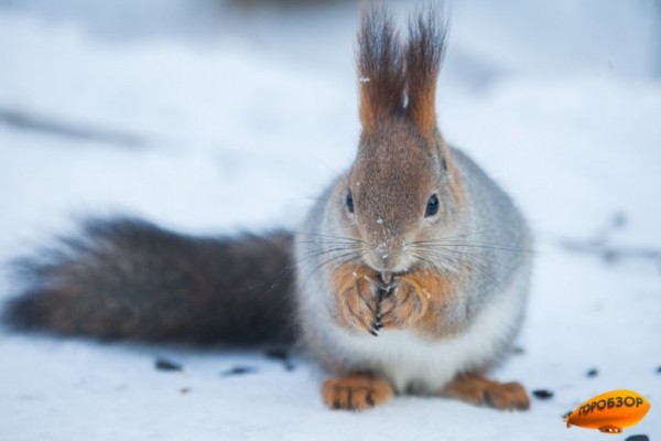 В Башкирии ожидается ясная морозная погода В Башкирии ожидается ясная морозная погода