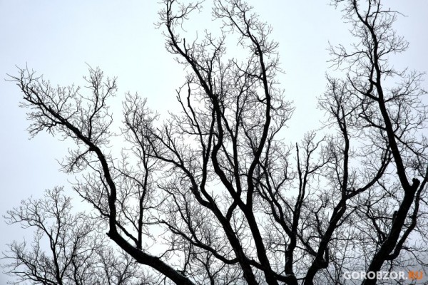 В Башкирии прогнозируются заморозки до -34° 