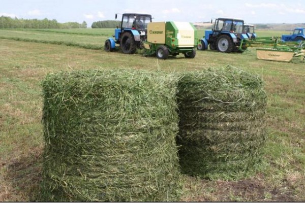 В Башкирии среди вакцинированных от COVID-19 сельчан разыграют рулоны сена В Башкирии среди вакцинированных от COVID-19 сельчан разыграют рулоны сена